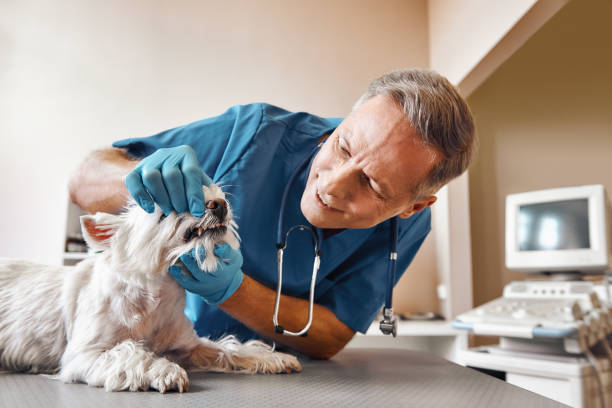 Best Holiday Emergency Dentist in Wolf Trap, VA
